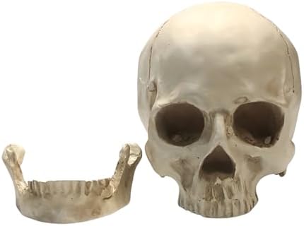 SOACH Resin Skull Decoration 11 Human Skull Model White