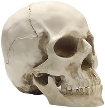 SOACH Resin Skull Decoration 11 Human Skull Model White