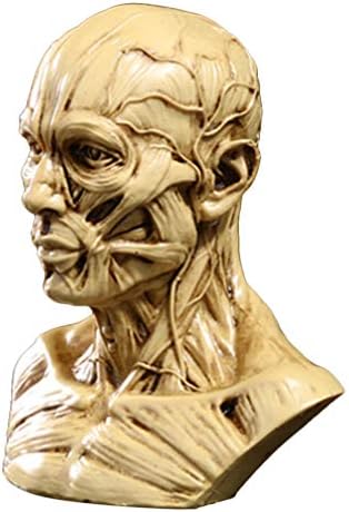 TOYANDONA Realistic Human Skull Anatomy Model for Medical and Art Study