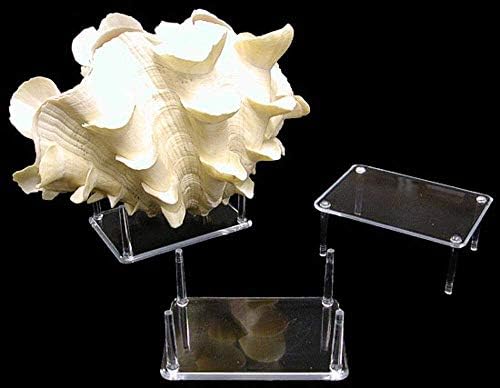 4 Prong Display Table Stand 2x3 for Seashells and Decor Items