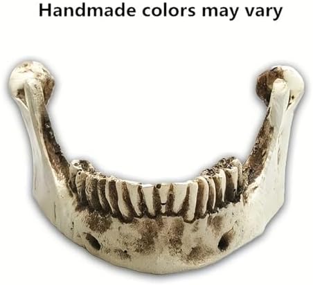 SOACH Resin Skull Decoration 11 Human Skull Model White