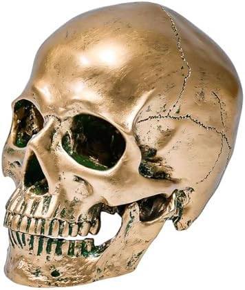 ECYC 11 Resin Human Skull Model Life Size Bronze Halloween Decor