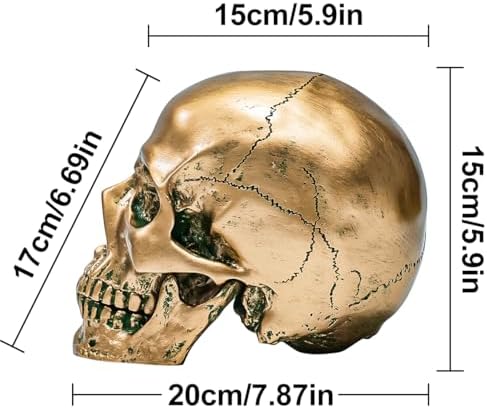 ECYC 11 Resin Human Skull Model Life Size Bronze Halloween Decor