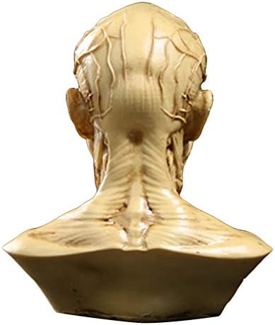 TOYANDONA Realistic Human Skull Anatomy Model for Medical and Art Study