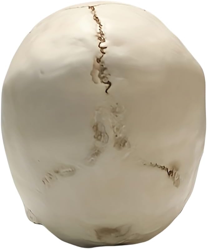 SOACH Resin Skull Decoration 11 Human Skull Model White
