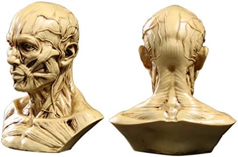 TOYANDONA Realistic Human Skull Anatomy Model for Medical and Art Study