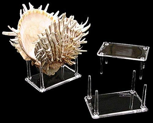 4 Prong Display Table Stand 2x3 for Seashells and Decor Items
