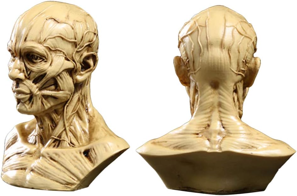 TOYANDONA Realistic Human Skull Anatomy Model for Medical and Art Study