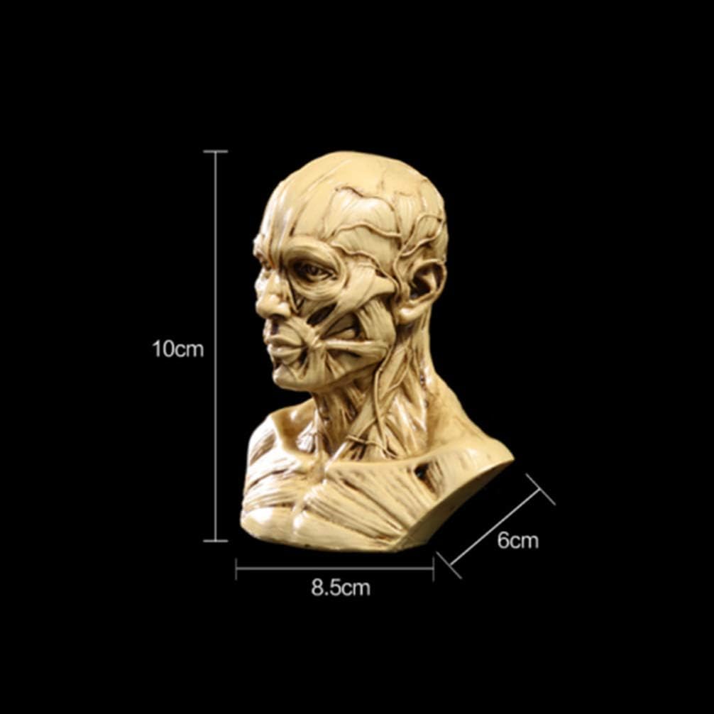 TOYANDONA Realistic Human Skull Anatomy Model for Medical and Art Study