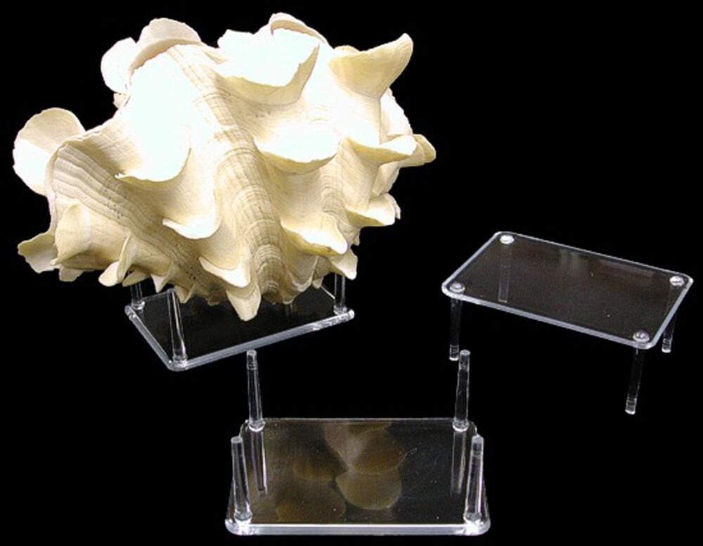 4 Prong Display Table Stand 2x3 for Seashells and Decor Items