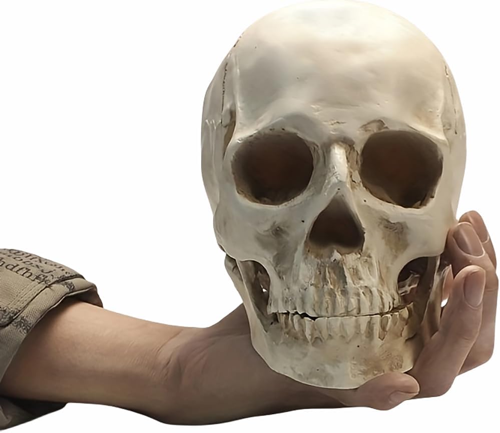 SOACH Resin Skull Decoration 11 Human Skull Model White