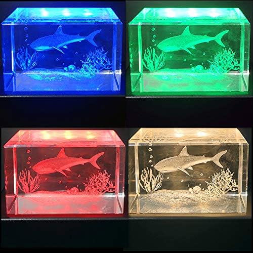 Eustuma Color Changing LED Light Base Display Stand