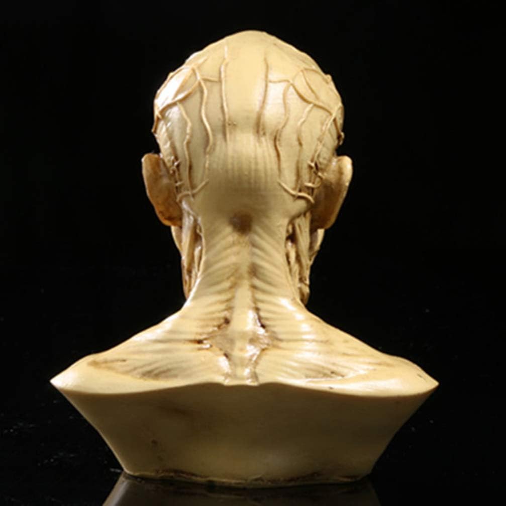 TOYANDONA Realistic Human Skull Anatomy Model for Medical and Art Study
