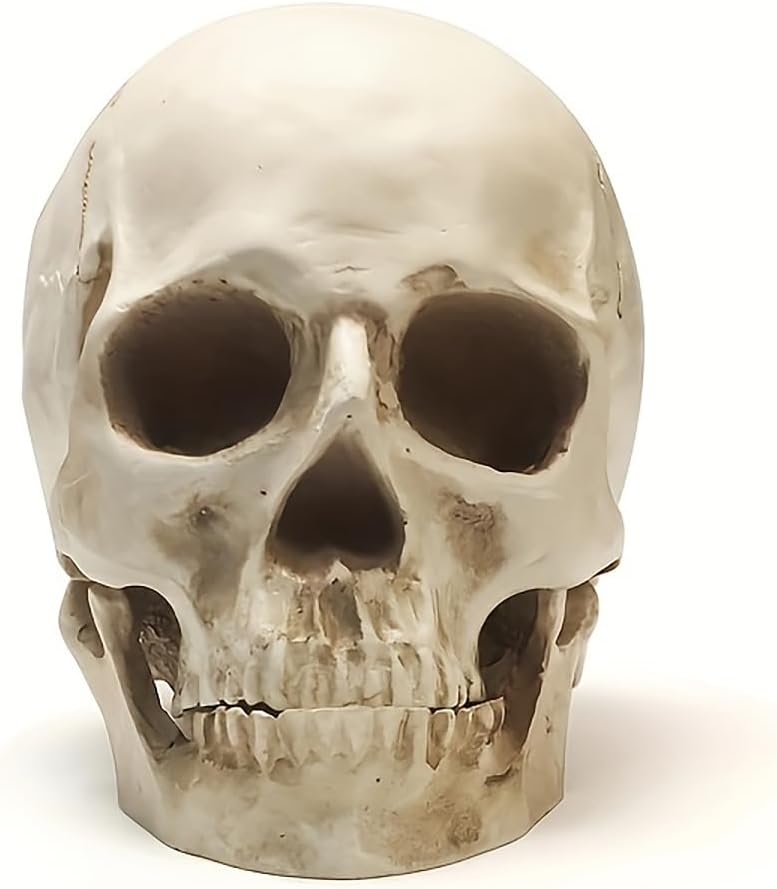 SOACH Resin Skull Decoration 11 Human Skull Model White