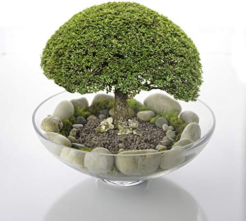 CYS EXCEL Glass Footed Decorative Bowl 45 H 12 D