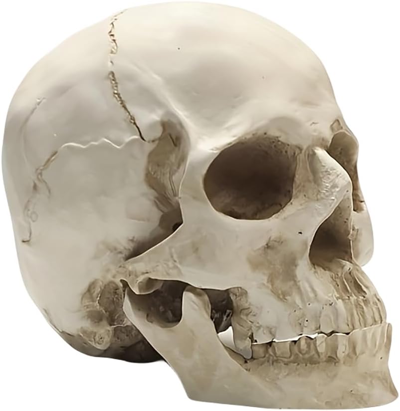 SOACH Resin Skull Decoration 11 Human Skull Model White