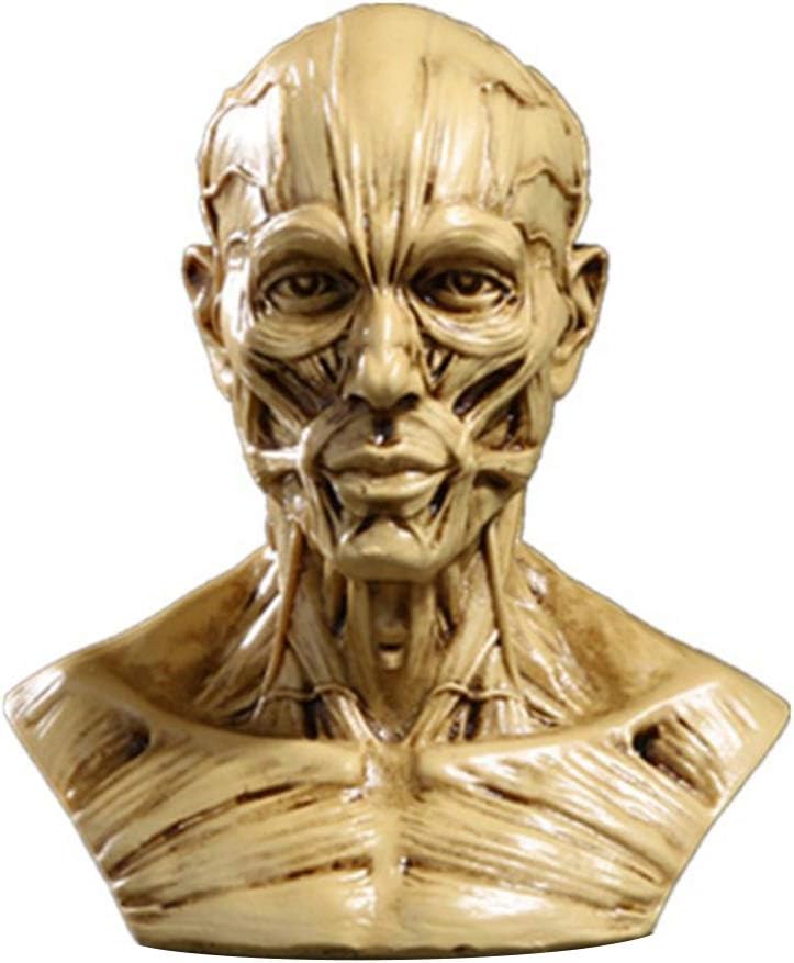 TOYANDONA Realistic Human Skull Anatomy Model for Medical and Art Study