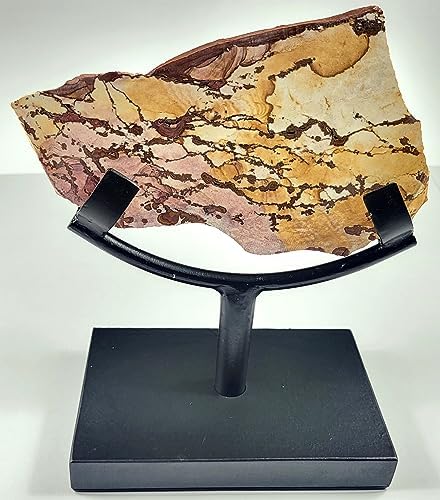 62 Inch Display Stand for Slab Slice Fossil Flat Minerals Black One Arm Two Prong Holder