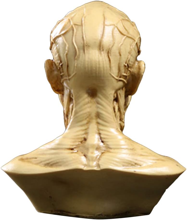 TOYANDONA Realistic Human Skull Anatomy Model for Medical and Art Study