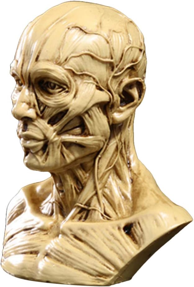 TOYANDONA Realistic Human Skull Anatomy Model for Medical and Art Study