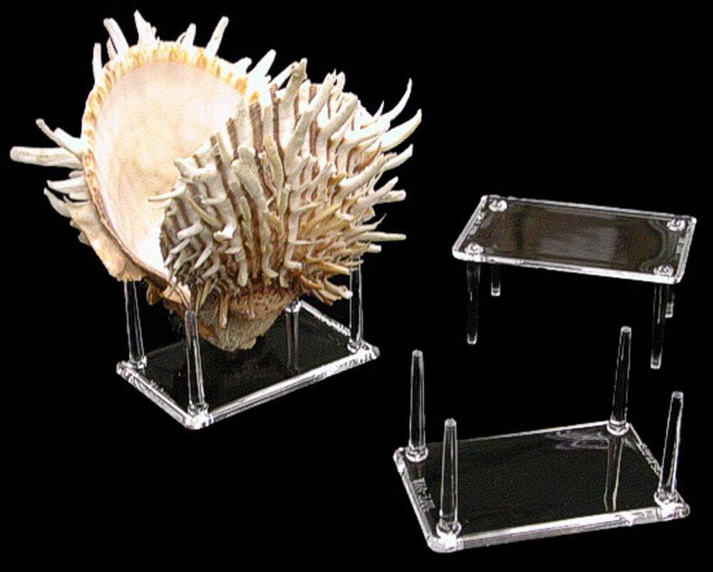 4 Prong Display Table Stand 2x3 for Seashells and Decor Items