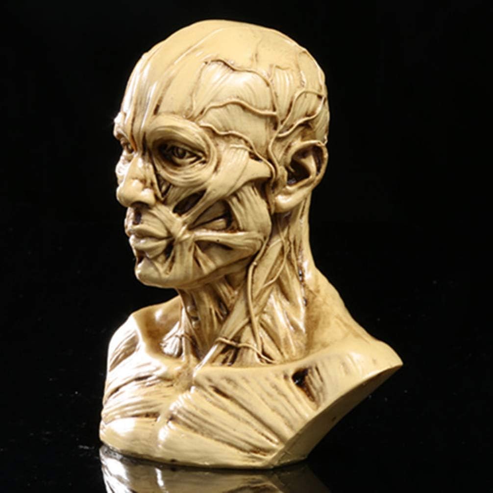 TOYANDONA Realistic Human Skull Anatomy Model for Medical and Art Study