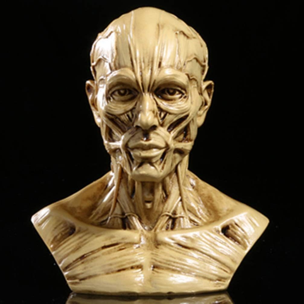 TOYANDONA Realistic Human Skull Anatomy Model for Medical and Art Study