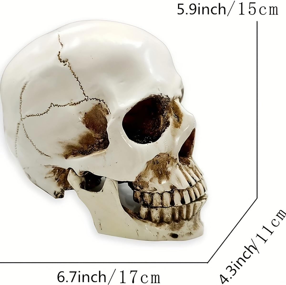 SOACH Resin Skull Decoration 11 Human Skull Model White