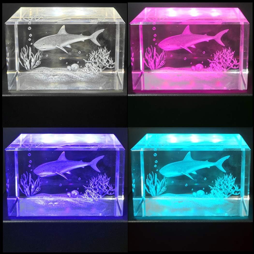 Eustuma Color Changing LED Light Base Display Stand