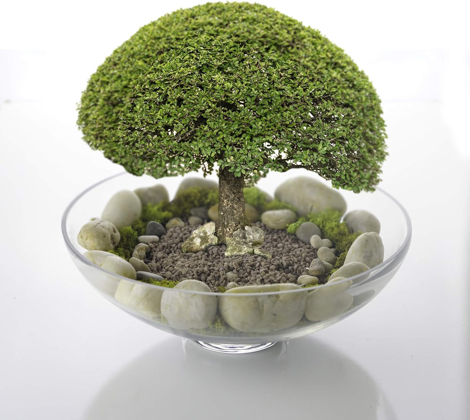 CYS EXCEL Glass Footed Decorative Bowl 45 H 12 D